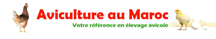 aviculture au maroc
