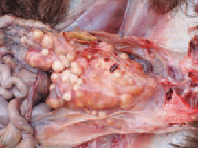 colibacilose