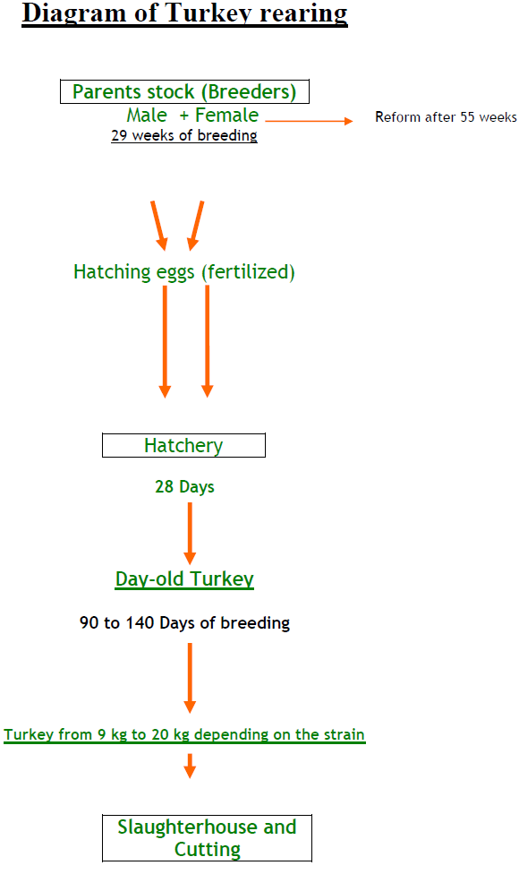 turkey