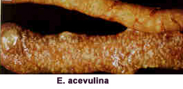 coccidiose